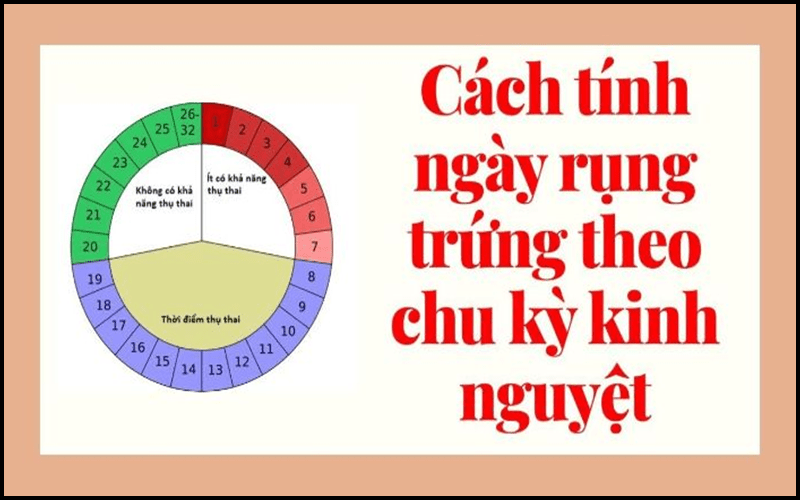 Cách tính ngày rụng trứng theo chu kỳ kinh nguyệt