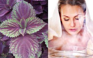 Xông mặt bằng lá tía tô