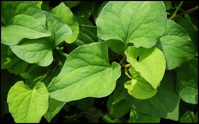 Muối biển có tính sát khuẩn cao giúp giảm viêm, diệt khuẩn giúp mụn nhanh xẹp đi.