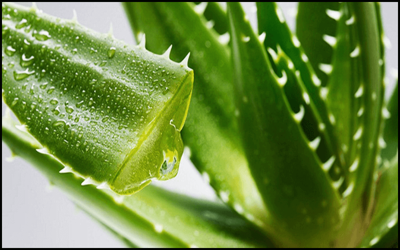 chanh và nha đam đều chứa một lượng lớn vitamin C, tốt cho việc khử trùng và tái tạo lại tế bào da mụn.