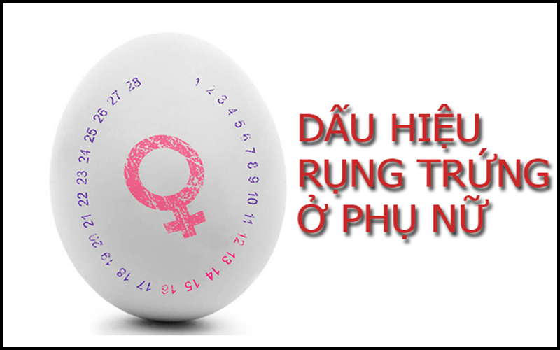 Rụng trứng là một phần của chu kỳ kinh nguyệt
