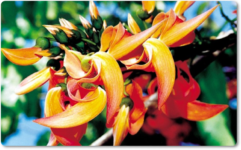 Butea Superba: Loại thảo mộc này được sử dụng để làm thuốc tăng cường sinh lý nam