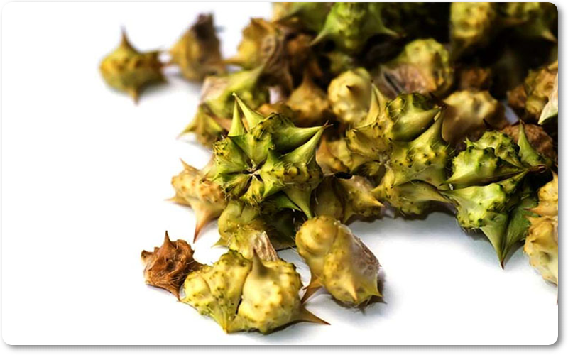 Bạch tật lê: Là loại thảo dược thường được dùng trong y học cổ truyền để cải thiện sinh lý và sức khỏe con người.