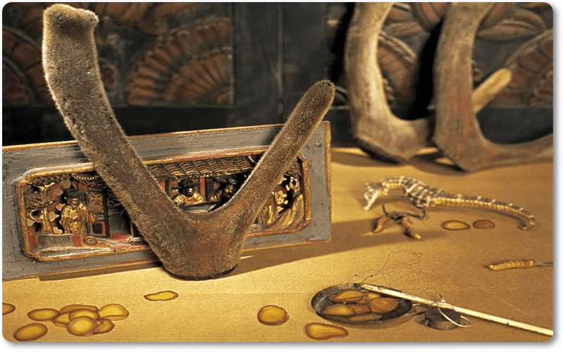 Nhung hươu có trong Sâm giúp nam giới bổ thận tráng dương