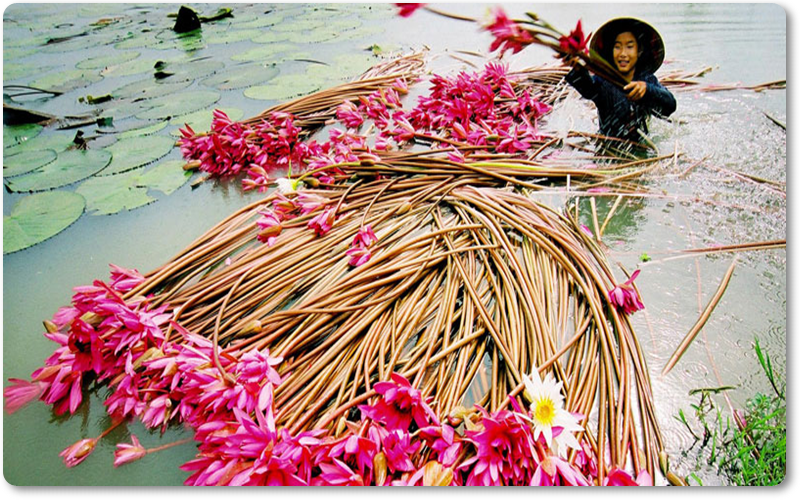 thành phần của hoa súng giúp bổ thận, tráng dương, bổ huyết