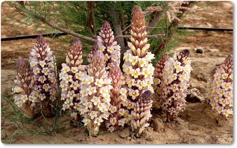 huốc bắc chữa rối loạn cương dương Nhục thung dung