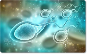 Ăn gì tốt cho tinh trùng