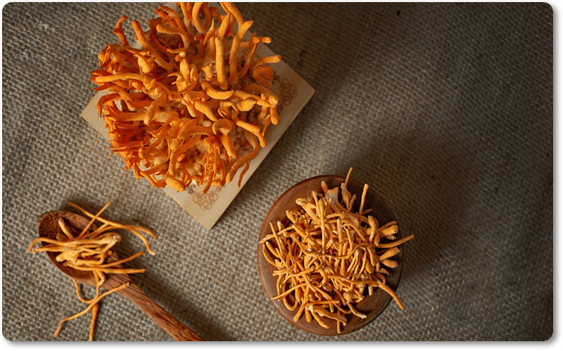 Đông trùng hạ thảo chữa yếu sinh lý