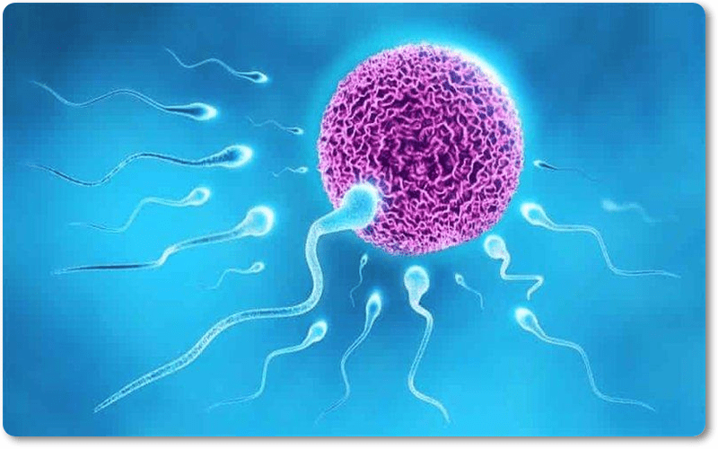 Tinh trùng loãng có thai được không?