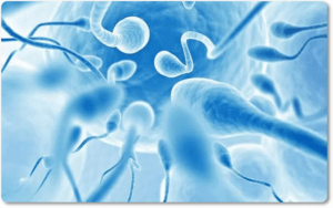 Tinh trùng sống được bao lâu