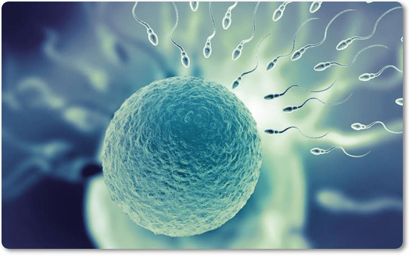 Tinh trùng sống được bao lâu trong tử cung?