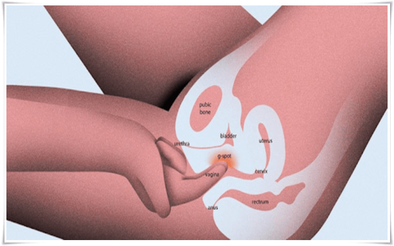 Hột le của phụ nữ nằm ở vị trí nào? Làm sao để kích thích hột le?