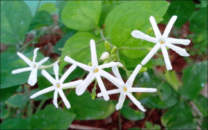 Mua Dâm Dương Hoắc ở đâu? Giá bao nhiêu?